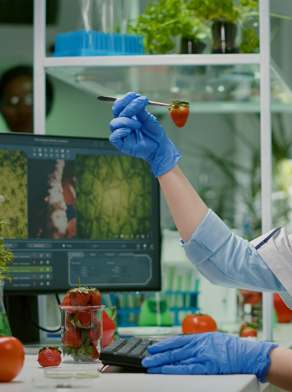 scientist-chemist-checking-strawberry-using-medical-tweezers-working-in-biotechnology-laboratory